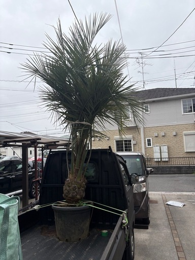 お買い得送料込みココスヤシ