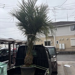 ココスヤシ