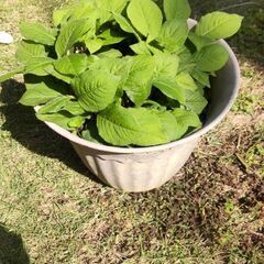 ミズヒキ草