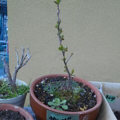 サンザシ　鉢植えの画像
