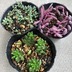 ランキングキーワードに紐づく投稿画像-多肉植物