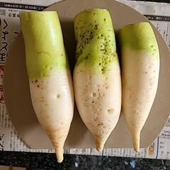 決まりました傷もの大根3本