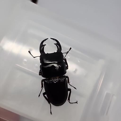 ミンダナオパリーオオクワガタ♂️60mm♀️フリーサイズペア