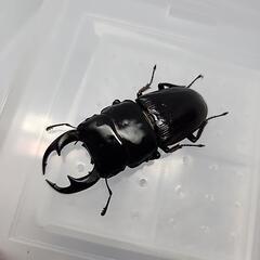 ミンダナオパリーオオクワガタ♂️60mm♀️フリーサイズペアの画像