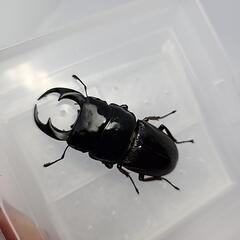 ミンダナオパリーオオクワガタ♂️60mm♀️フリーサイズペアの画像