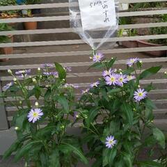 植木 【みやこわすれ】