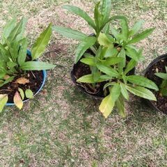 ハナトラノオ