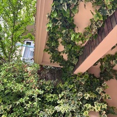 へデラ育ててくださる方🌈