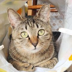 人が大好きスリごろチビちゃん