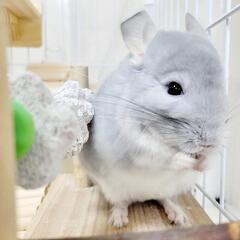 チンチラ