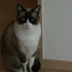 シャム猫風ロシアンブルー風三毛猫
