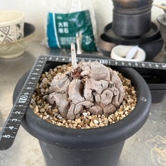 アフリカ亀甲竜　大きめサイズ　　発根管理中