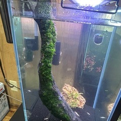 流木57cm