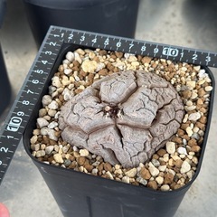 アフリカ亀甲竜　中サイズ　発根管理中