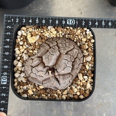 アフリカ亀甲竜　中サイズ　発根管理中の画像