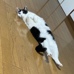 仲良し３匹 - 里親募集