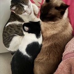 仲良し３匹
