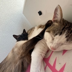 仲良し３匹 - 猫