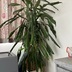 ランキングキーワードに紐づく投稿画像-観葉植物