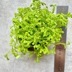 ランキングキーワードに紐づく投稿画像-観葉植物