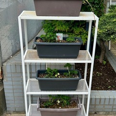 IKEAシェルフ　ベランダ　植物　棚の画像