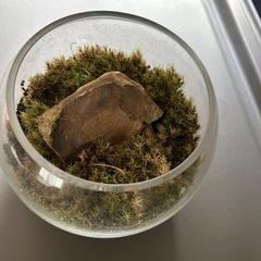 苔テラリウムの画像