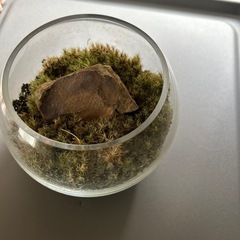 苔テラリウムの画像