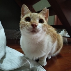 募集中‼️茶トラ白　女の子不妊済み - 猫