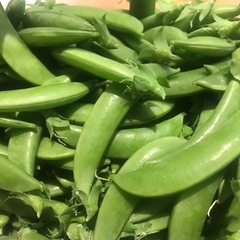 スナップえんどう🌱100g200円🌱旬野菜🌱茨木市🌱採れたて野菜...