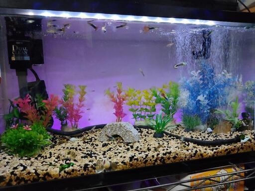 🐟、水槽セット飼育 (𝓡𝓮𝓷) はなみずき通のその他の中古
