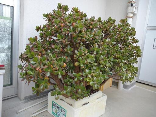 金の成る木 超特大お庭サイズ