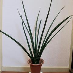 サンセベリアファーンウッド
