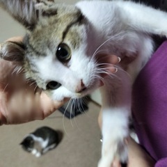 白キジ　男の子の家族になって下さい！