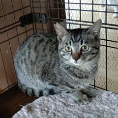 人馴れ訓練中のキジトラ君