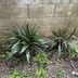 ランキングキーワードに紐づく投稿画像-観葉植物