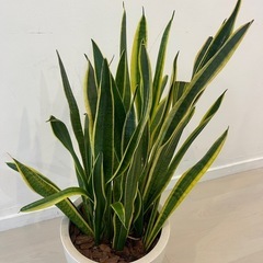 サンスベリア　観葉植物