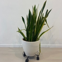 サンスベリア　観葉植物の画像