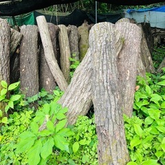 干ししいたけ（原木）　１㎏の画像