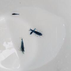 ベルベットブルーシュリンプ　ダークブルーの画像