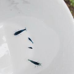 ベルベットブルーシュリンプ　ダークブルーの画像