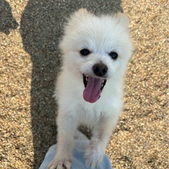 甘えんぼの愛くるしいポメちゃん！
