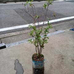 ザクロ苗約60㎝/北区より