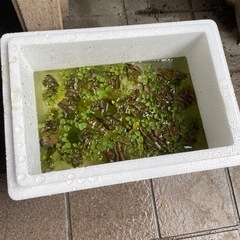 水草　差し上げます