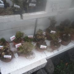 岩松(イワヒバ)値下げしました。