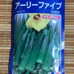 オクラの種（1000粒）