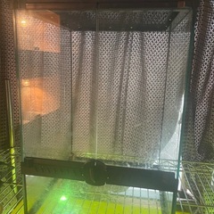 レインフォレストタンク S