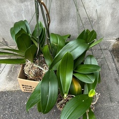 胡蝶蘭咲き終わり苗