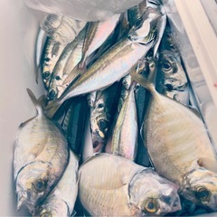 二馬力ボート釣り同行メンバー募集 − 静岡県