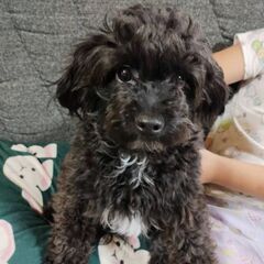 チワプー1歳！