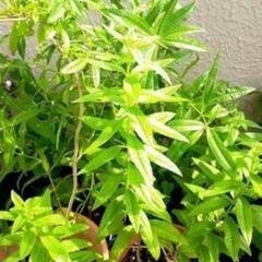 レモンバーヴェナ　ドライリーフ　ハーブティー自然栽培